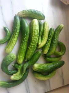 Prickly cucumbers
