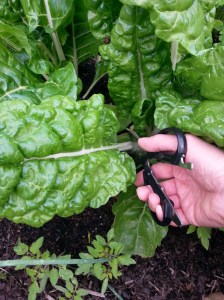 Cut silver beet at base of stem