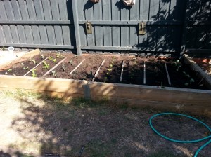 Day 1 of winter garden 29/3/15